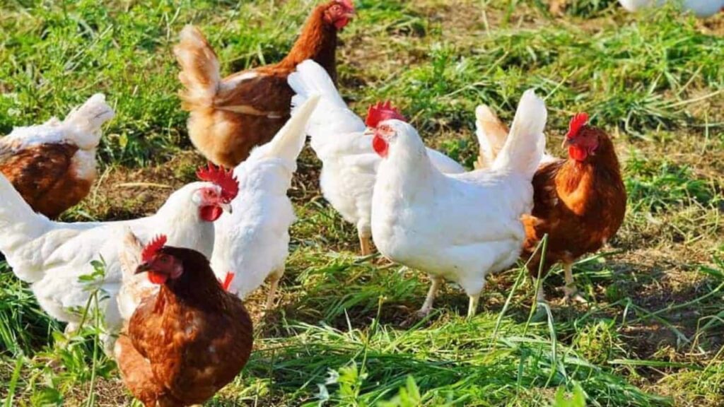 Poultry Farming(मुर्गीपालन) से ₹15,000-25,000 महीना कमाएं!💰